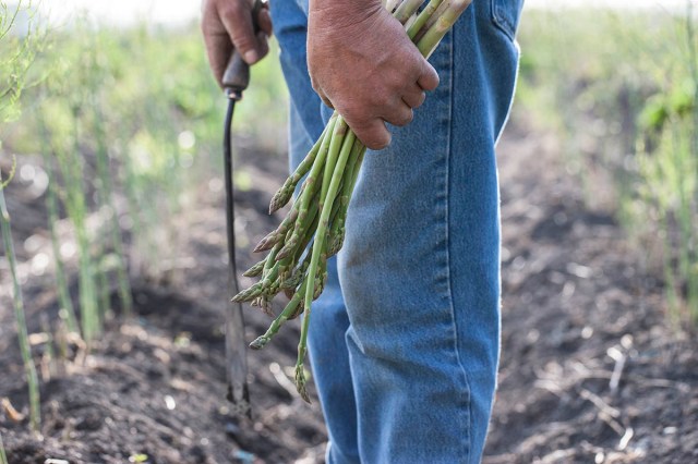 1303_asparagus_harvesting_001