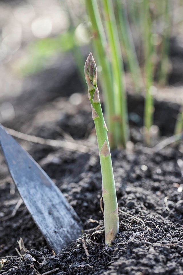 1303_asparagus_harvesting_002