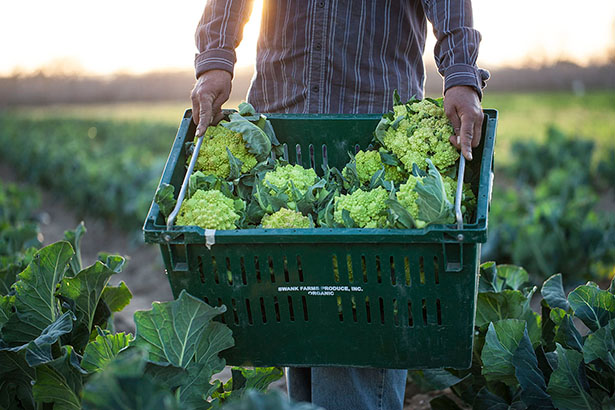 1303_romanesco_harvesting_001