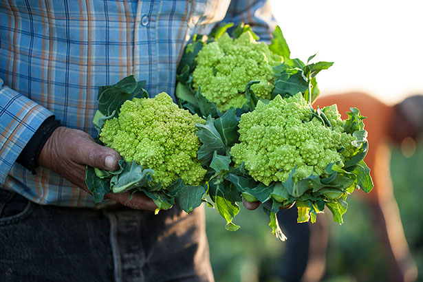 1303_romanesco_harvesting_006