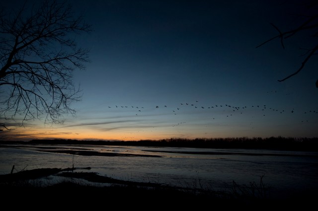 Platte River Sandhill Cranes