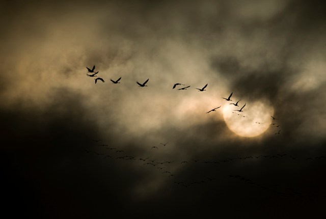 Platte River  Sandhill Cranes
