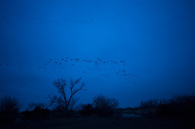 Platte River  Sandhill Cranes