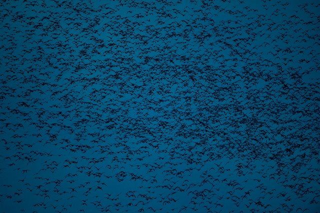 Platte River  Sandhill Cranes