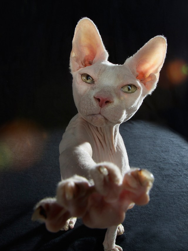 sphynx