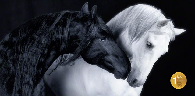 Black & White Affection