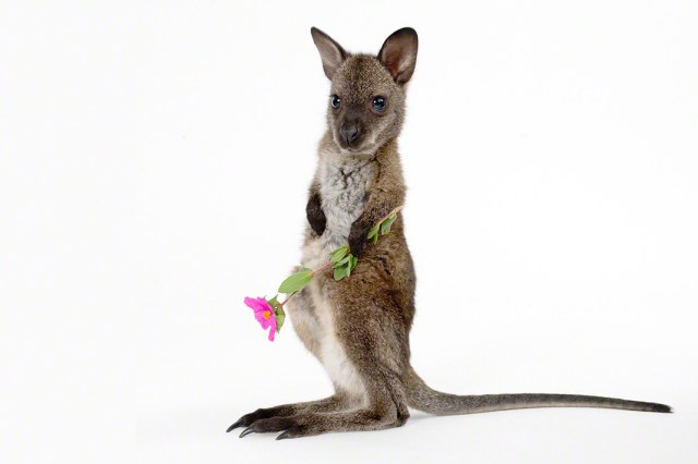 ©Lennette Newell - Print