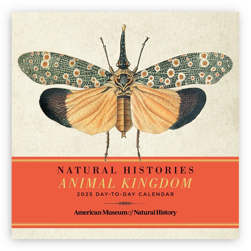 Cover design of the '2025 Day-to-Day Calendar' featuring an illustrated insect with intricate patterns, titled 'Natural Histories: Animal Kingdom' from the American Museum of Natural History.