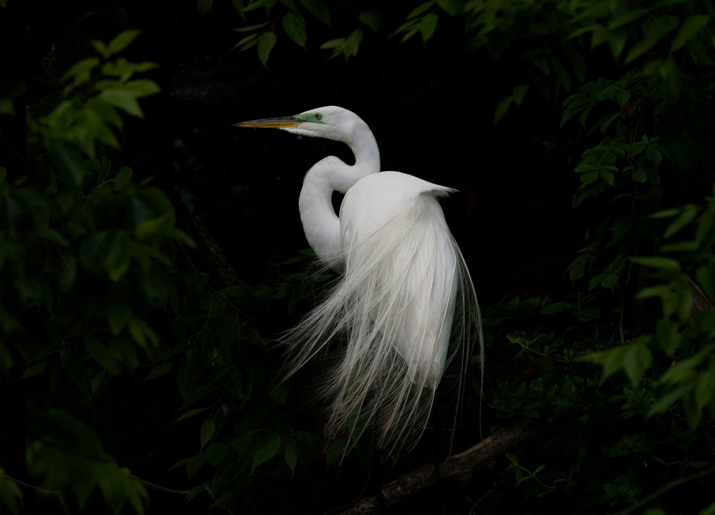 A white egret standing among dark foliage, showcasing its long feathers and graceful neck.